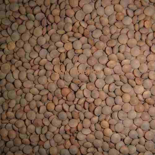 Masoor seed